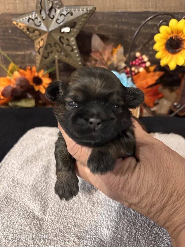 Hershey – Shih Tzu puppy for sale in Buda, TX