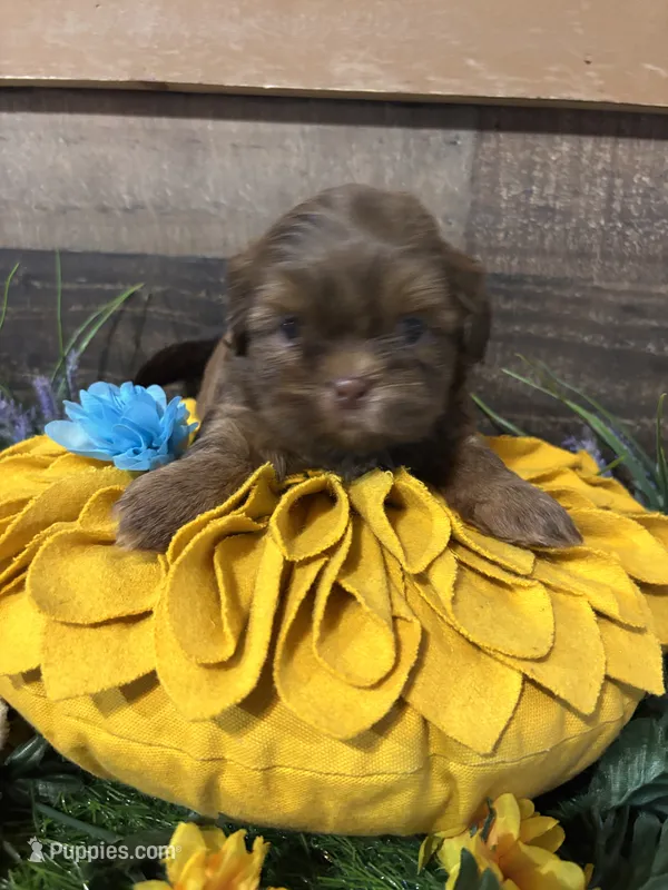 Chico – Shih Tzu puppy for sale in Buda, TX