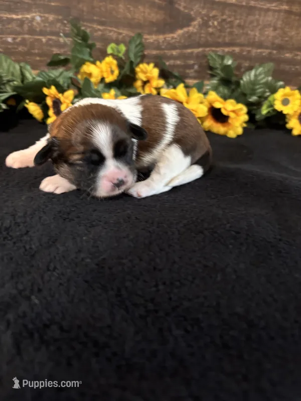 Panda – Shih Tzu puppy for sale in Buda, TX