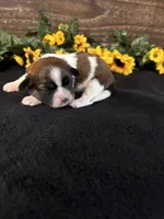 Panda, a male Shih Tzu for sale in Buda, TX – 1 of 5