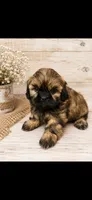 Cutie, a male Shih Tzu for sale in Buda, TX – 7 of 7