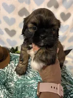 Toby, a male Shih Tzu for sale in Buda, TX – 2 of 3
