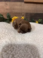 TEDDY, a male Shih Tzu for sale in Buda, TX – Photo 4 of 6