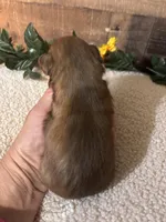 TEDDY, a male Shih Tzu for sale in Buda, TX – Photo 3 of 6