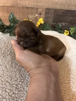 TEDDY, a male Shih Tzu for sale in Buda, TX – Photo 2 of 6