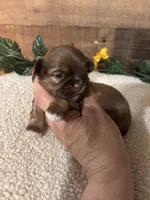 TEDDY, a male Shih Tzu for sale in Buda, TX – Photo 5 of 6