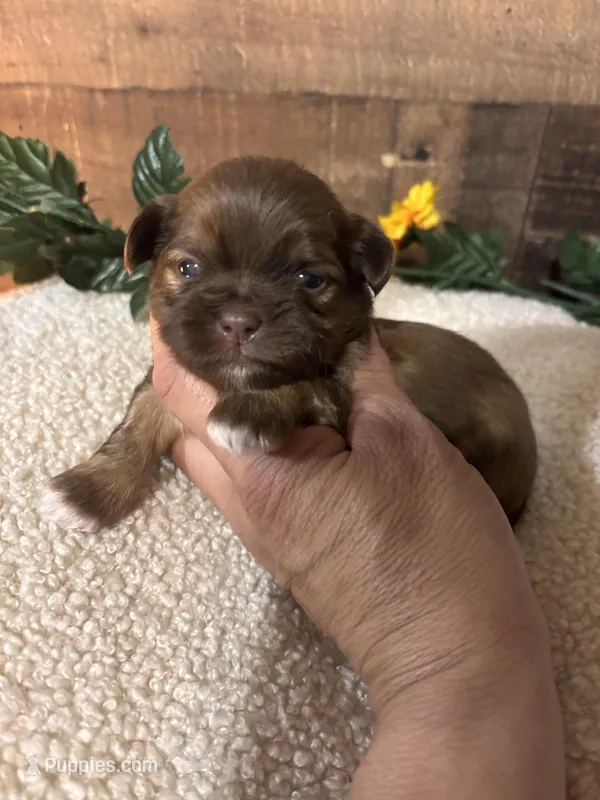 TEDDY – Shih Tzu puppy for sale in Buda, TX