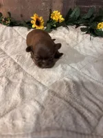 Blessed, a male Shih Tzu for sale in Buda, TX – Photo 4 of 4