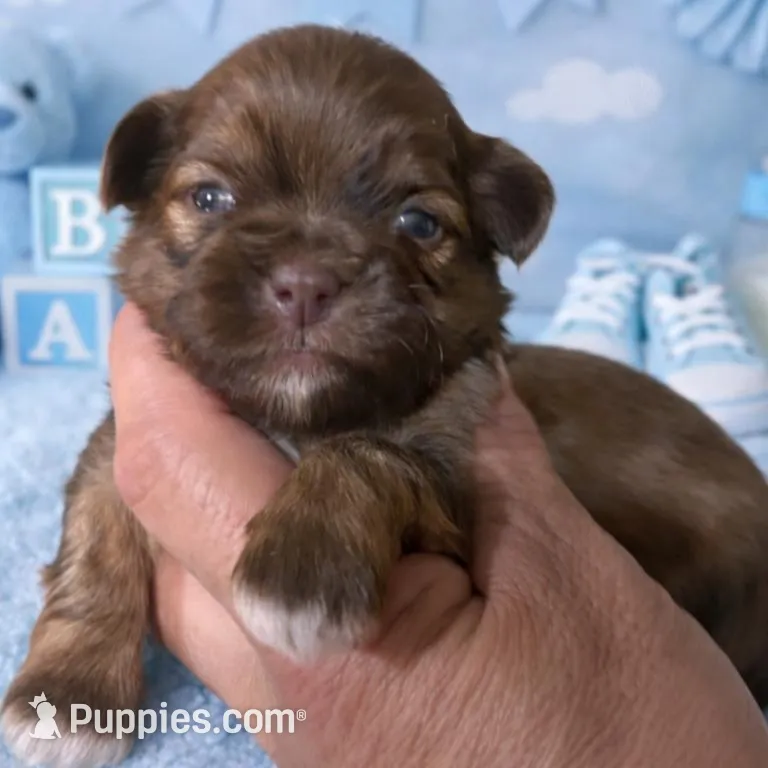 Blessed – Shih Tzu puppy for sale in Buda, TX