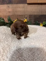 TEDDY, a male Shih Tzu for sale in Buda, TX – Photo 6 of 6