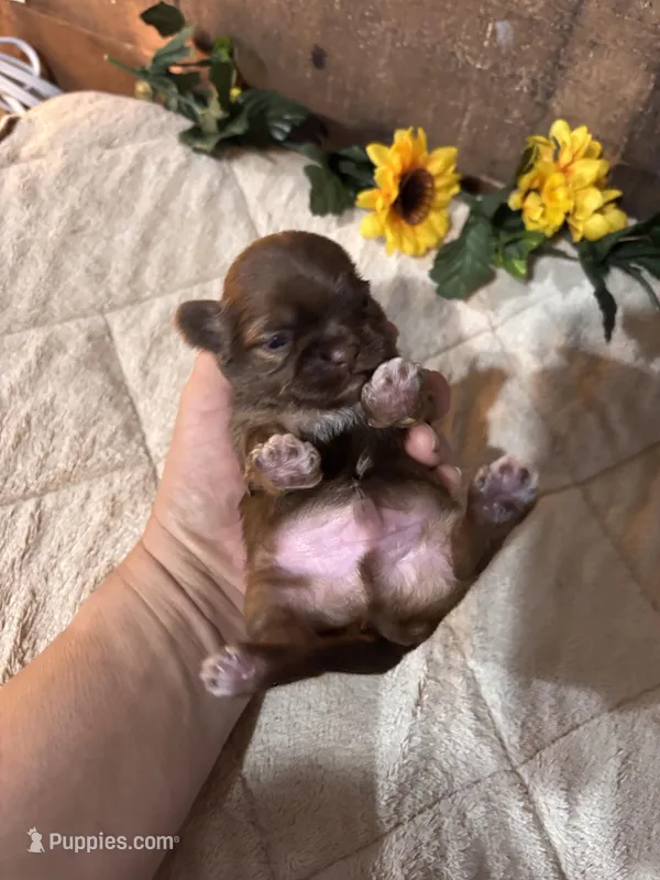 Blessed – Shih Tzu puppy for sale in Buda, TX