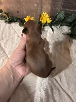 Blessed, a male Shih Tzu for sale in Buda, TX – Photo 3 of 4