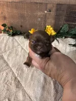 Blessed, a male Shih Tzu for sale in Buda, TX – Photo 1 of 4