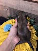 Hershey, a male Shih Tzu for sale in Buda, TX – 3 of 4