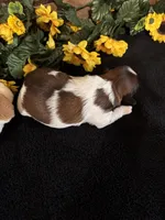 Panda, a male Shih Tzu for sale in Buda, TX – 5 of 5