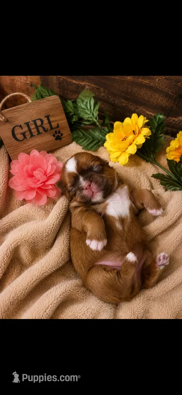 Nala – Shih Tzu puppy for sale in Buda, TX