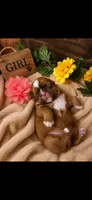 Nala, a female Shih Tzu for sale in Buda, TX – 1 of 6