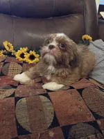 MILO, a male Shih Tzu for sale in Buda, TX – 2 of 7