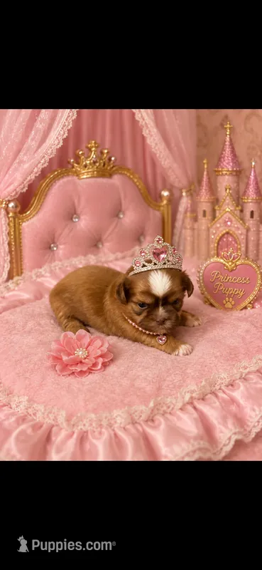 PRINCESS – Shih Tzu puppy for sale in Buda, TX