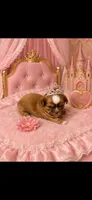 PRINCESS, a female Shih Tzu for sale in Buda, TX – 1 of 3