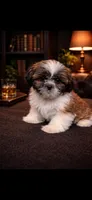 Simba, a male Shih Tzu for sale in Buda, TX – Photo 2 of 3