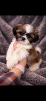 Simba, a male Shih Tzu for sale in Buda, TX – Photo 1 of 3