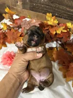 Angel, a female Shih Tzu for sale in Buda, TX – 2 of 3
