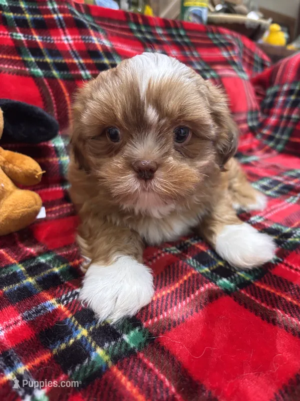 MILO – Shih Tzu puppy for sale in Buda, TX