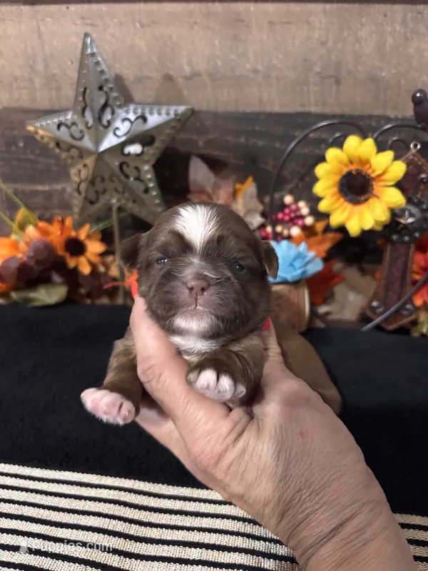 Chulo – Shih Tzu puppy for sale in Buda, TX