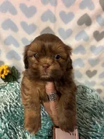 Lil red, a male Shih Tzu for sale in Buda, TX – 2 of 3