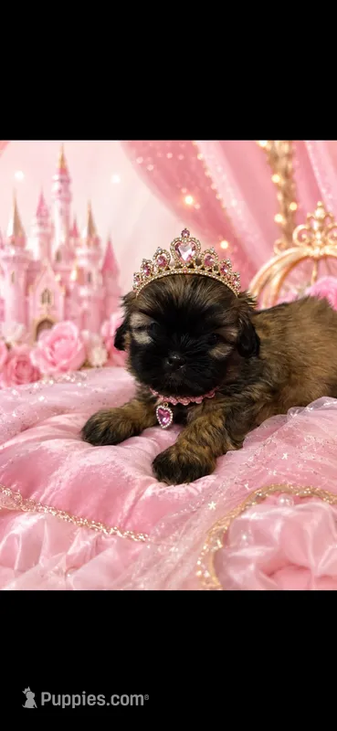 Bella – Shih Tzu puppy for sale in Buda, TX