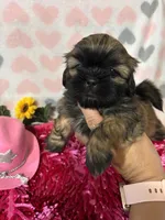 Bella, a male Shih Tzu for sale in Buda, TX – 2 of 4