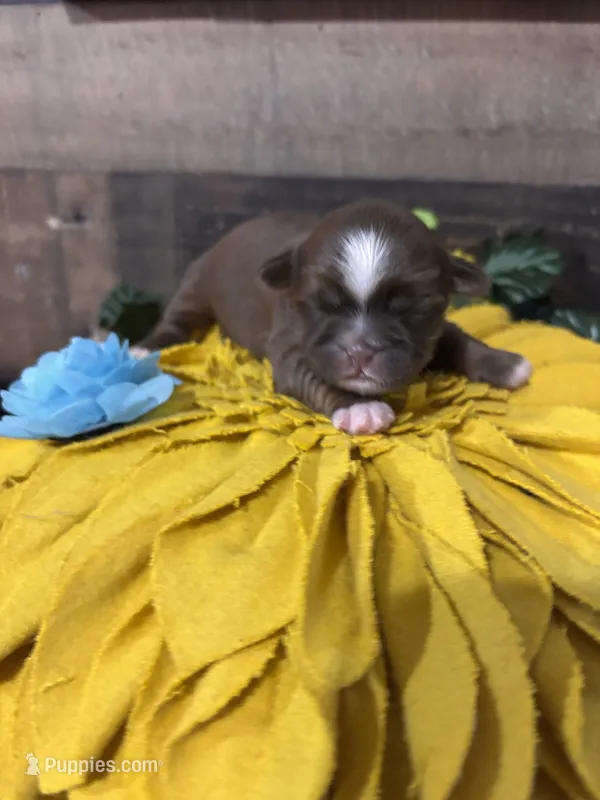 Chulo – Shih Tzu puppy for sale in Buda, TX