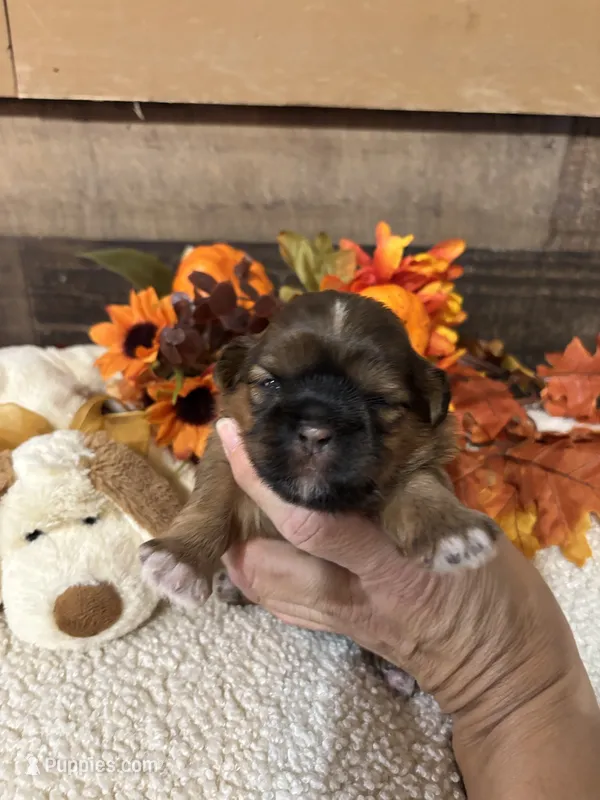 Milo – Shih Tzu puppy for sale in Buda, TX