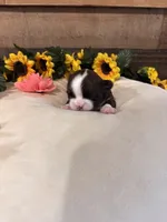 Love, a female Shih Tzu for sale in Buda, TX – 4 of 6