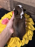 Miracle, a female Shih Tzu for sale in Buda, TX – 4 of 4