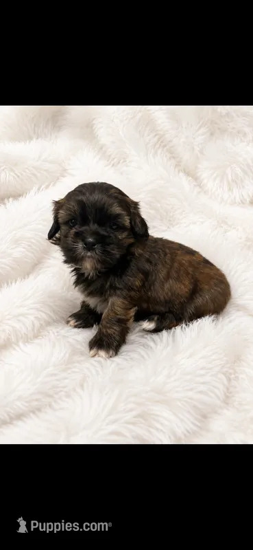 Gorgeous – Shih Tzu puppy for sale in Buda, TX