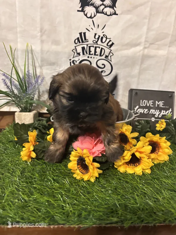 Estrelita – Shih Tzu puppy for sale in Buda, TX