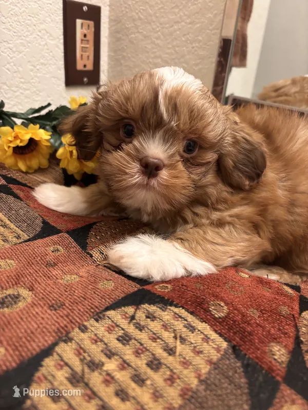 MILO – Shih Tzu puppy for sale in Buda, TX