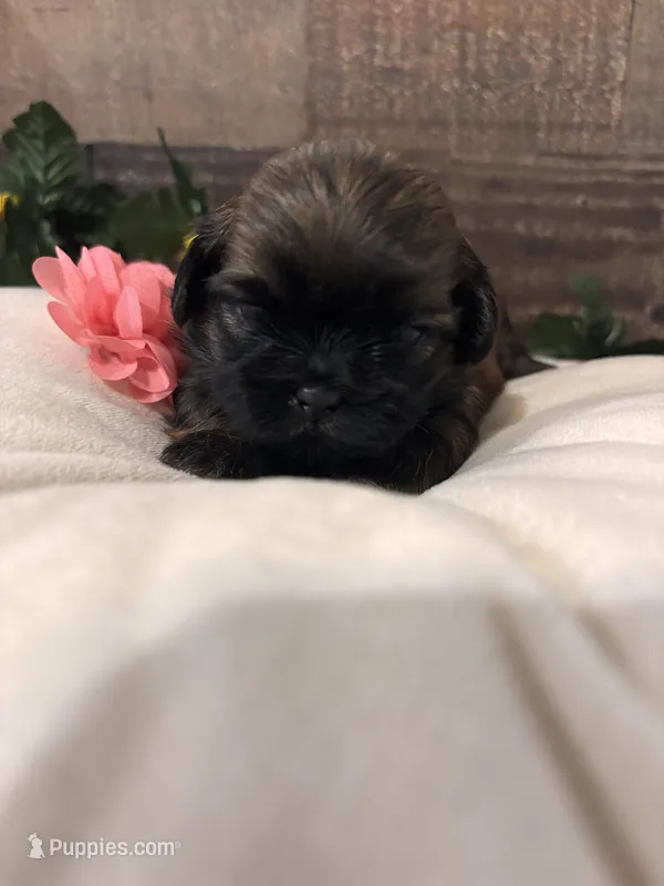 Estrelita – Shih Tzu puppy for sale in Buda, TX