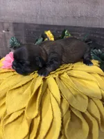 Estrelita, a female Shih Tzu for sale in Buda, TX – 2 of 4