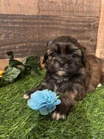 Gorgeous, a male Shih Tzu for sale in Buda, TX – 4 of 5