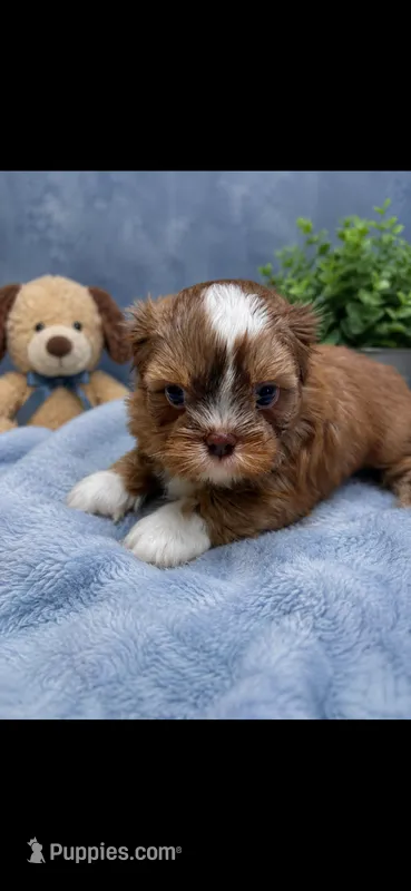 Milo – Shih Tzu puppy for sale in Buda, TX