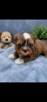 Milo, a male Shih Tzu for sale in Buda, TX – 1 of 3
