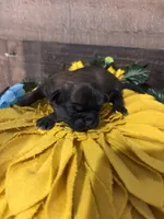 Hershey, a male Shih Tzu for sale in Buda, TX – 4 of 4