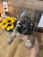 Beautiful , a female Shih Tzu for sale in Buda, TX – 2 of 4