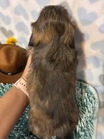 Hershey, a male Shih Tzu for sale in Buda, TX – 3 of 3
