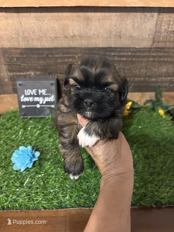 Nico – Shih Tzu puppy for sale in Buda, TX