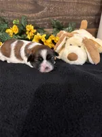 Panda, a male Shih Tzu for sale in Buda, TX – 4 of 5