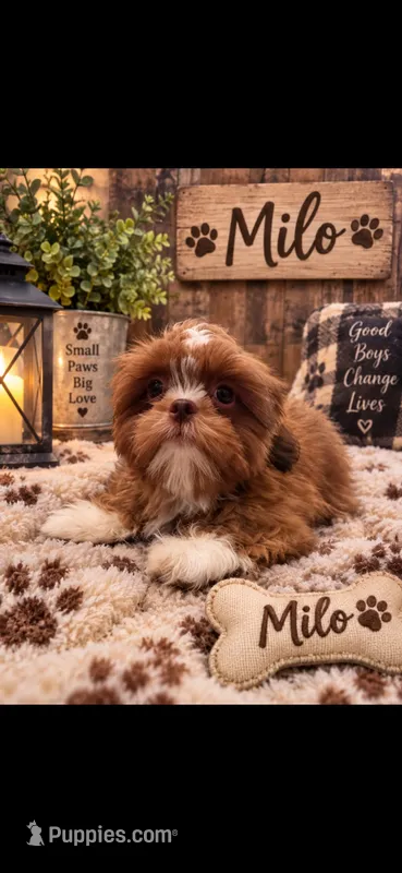 Milo – Shih Tzu puppy for sale in Buda, TX